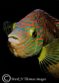   Corkwing wrasse.60mm. wrasse. wrasse 60mm. 60mm  